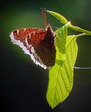 Mourning Cloak Butterfly_00425